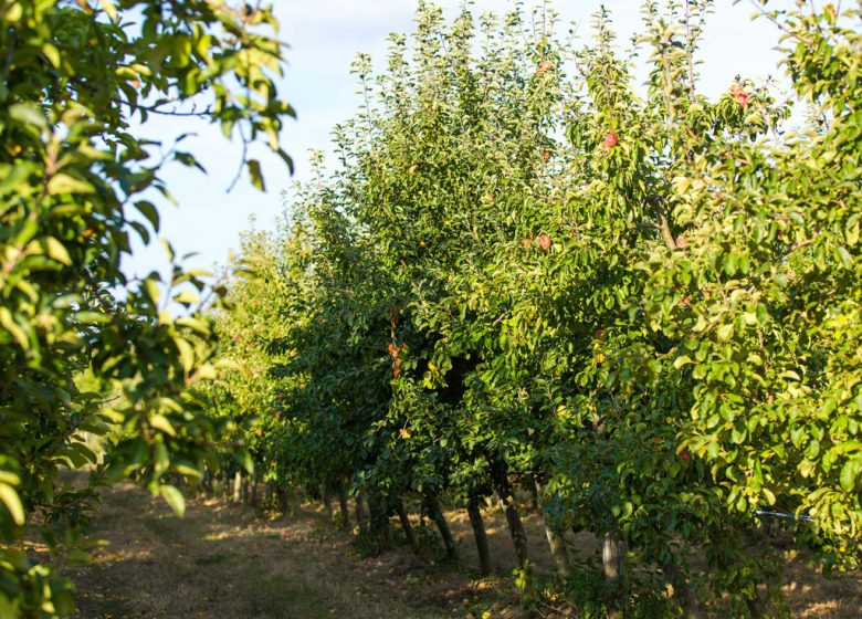 DIE OBSTGARTEN VON LA BRUNETIERE