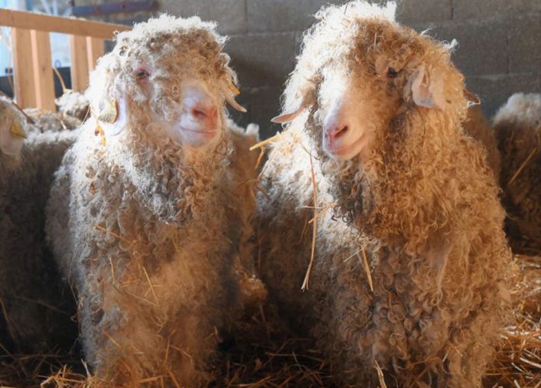 MOHAIR DES QUATRE SAISONS