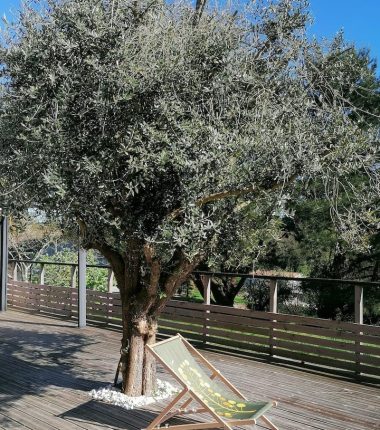 Chambres d&rsquo;hôtes « Ô chant des arbres »