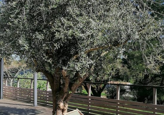 Chambres d&rsquo;hôtes « Ô chant des arbres »
