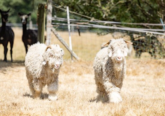 LAINES DE MON JARDIN