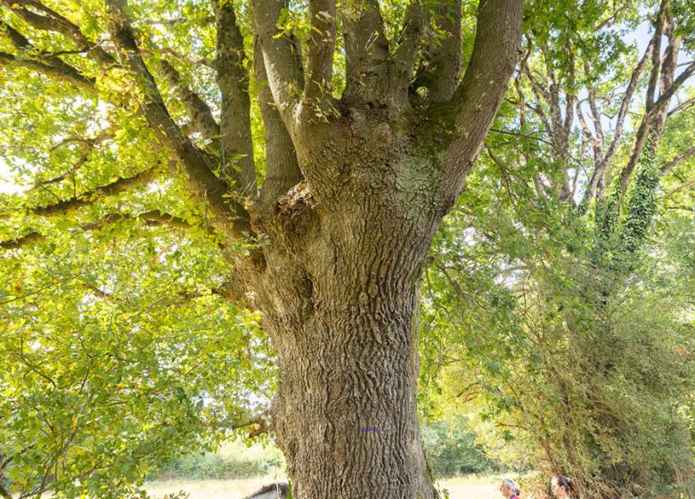 SENTIERO DELLE QUERCE DA SUGHERO