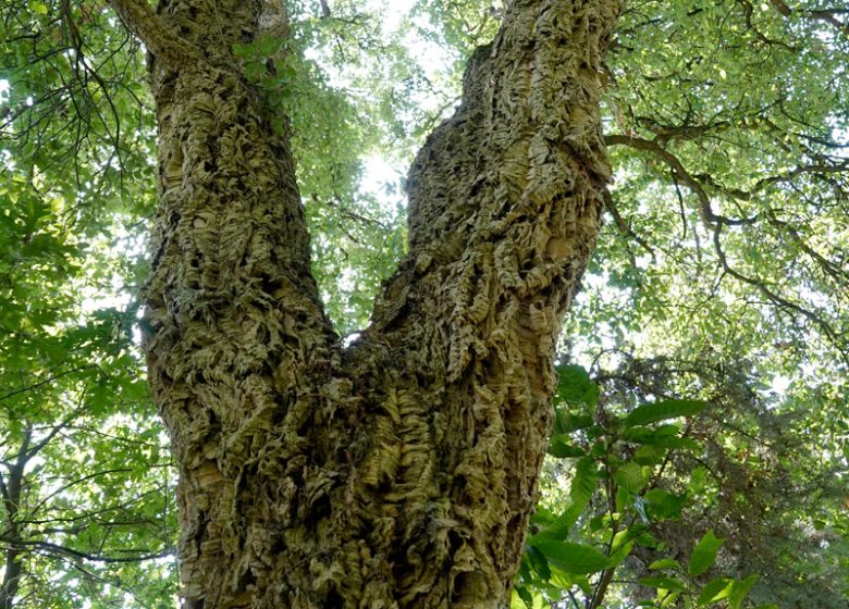 SENTIERO DELLE QUERCE DA SUGHERO