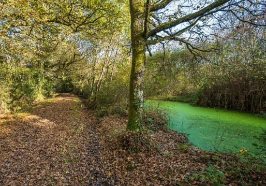 Sentier de la Forêt de la Lière