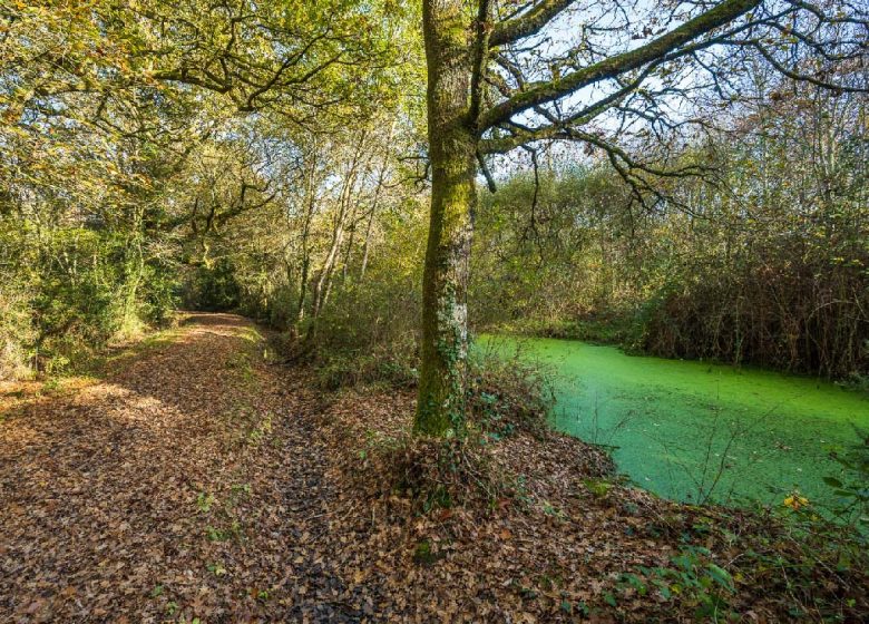 SENTIER DU BOISEMENT DE LA LIÈRE