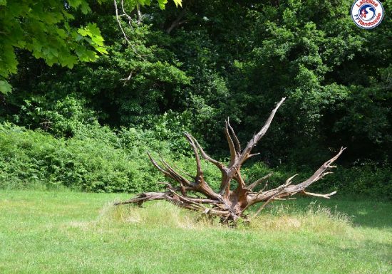 TRAIL OF THE STUMPS