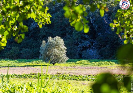 HELLINGEN VAN HET MEER TRAIL